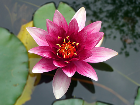 Lotus Flower in the Pond